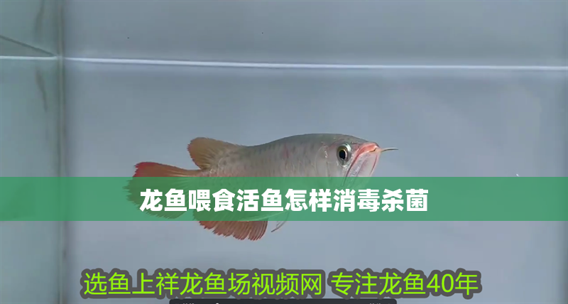 龍魚喂食活魚怎樣消毒殺菌