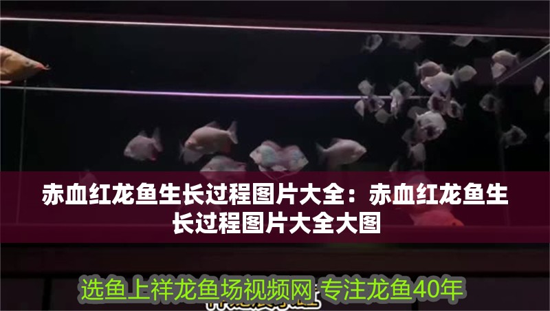 赤血紅龍魚生長過程圖片大全：赤血紅龍魚生長過程圖片大全大圖
