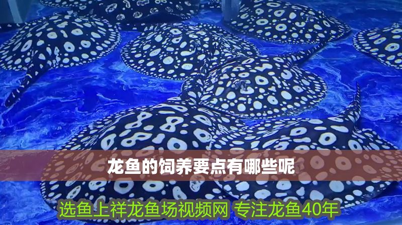 龍魚(yú)的飼養(yǎng)要點(diǎn)有哪些呢