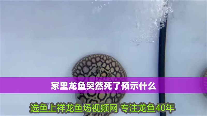 家里龍魚突然死了預(yù)示什么