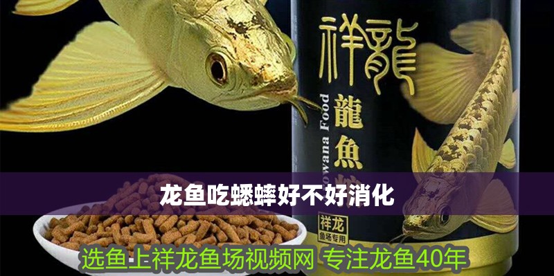 龍魚(yú)吃蟋蟀好不好消化