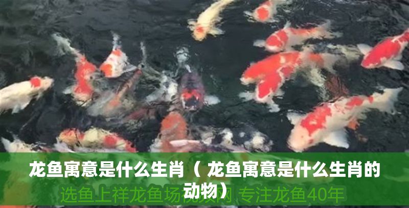 龍魚寓意是什么生肖( 龍魚寓意是什么生肖的動物) 龍魚百科 第1張 龍魚寓意是什么生肖( 龍魚寓意是什么生肖的動物) 龍魚寓意是什么生肖( 龍魚寓意是什么生肖的動物) 龍魚百科 第1張
