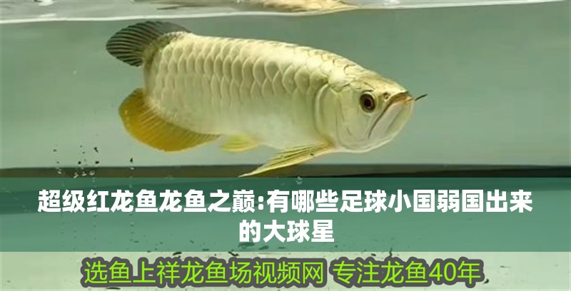 超級(jí)紅龍魚龍魚之巔:有哪些足球小國弱國出來的大球星