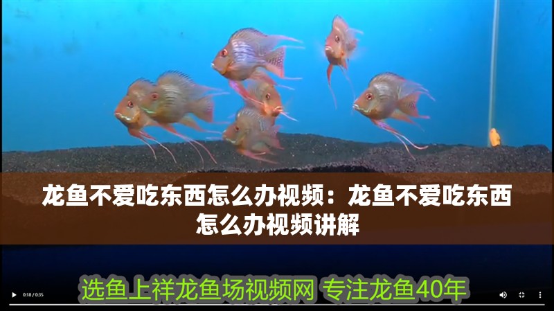 龍魚不愛吃東西怎么辦視頻：龍魚不愛吃東西怎么辦視頻講解