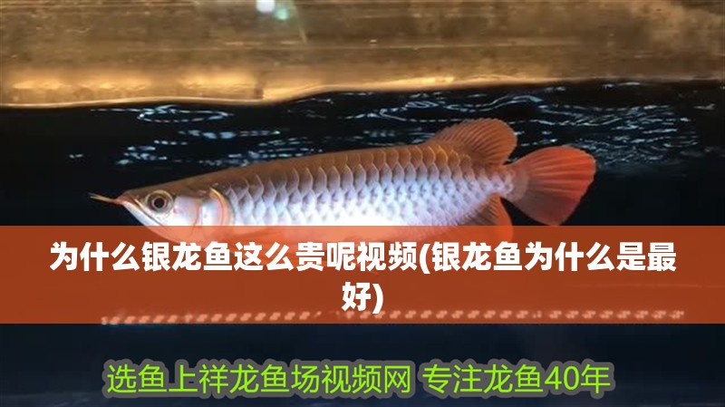 為什么銀龍魚這么貴呢視頻(銀龍魚為什么是最好)