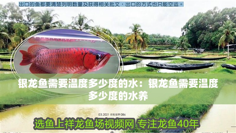 銀龍魚需要溫度多少度的水：銀龍魚需要溫度多少度的水養