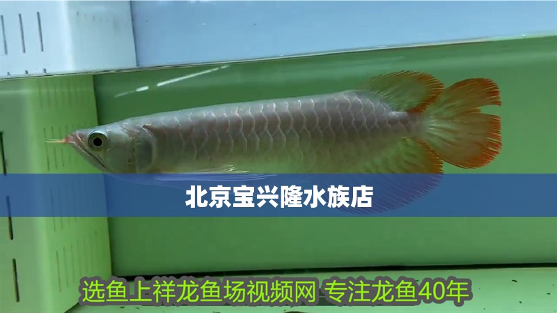 北京寶興隆水族店
