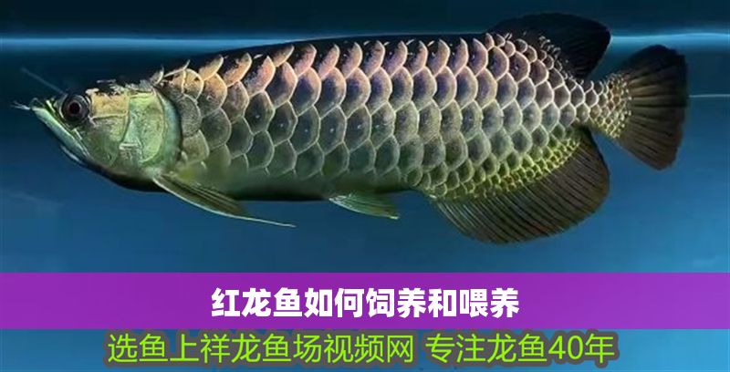 紅龍魚如何飼養(yǎng)和喂養(yǎng)