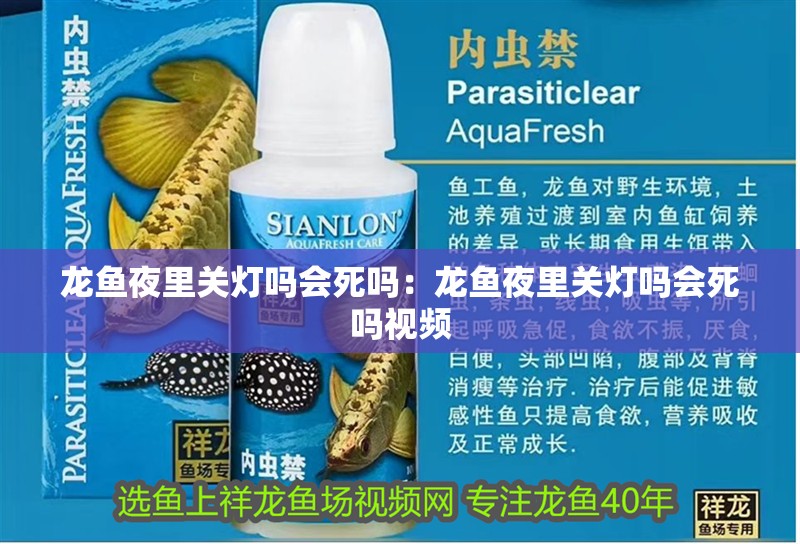 龍魚夜里關燈嗎會死嗎：龍魚夜里關燈嗎會死嗎視頻