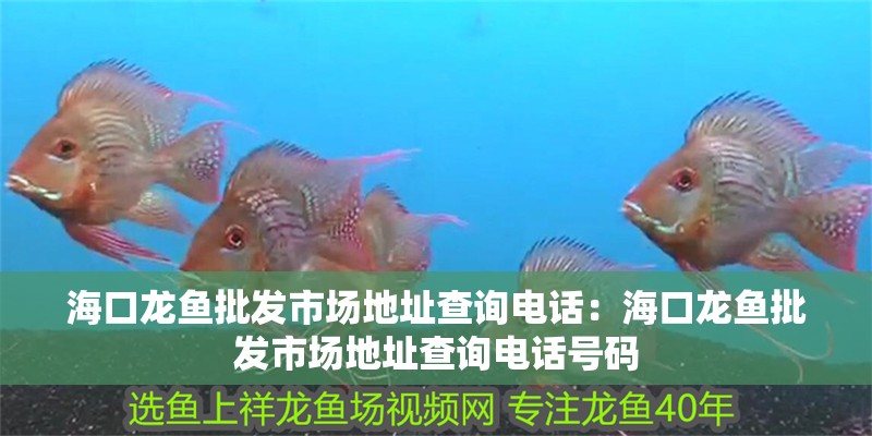 海口龍魚批發(fā)市場地址查詢電話:海口龍魚批發(fā)市場地址查詢電話號碼 水族問答 海口龍魚批發(fā)市場地址查詢電話:海口龍魚批發(fā)市場地址查詢電話號碼 海口龍魚批發(fā)市場地址查詢電話:海口龍魚批發(fā)市場地址查詢電話號碼 水族問答