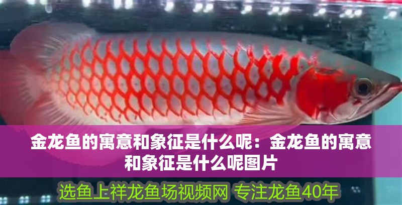 金龍魚的寓意和象征是什么呢：金龍魚的寓意和象征是什么呢圖片