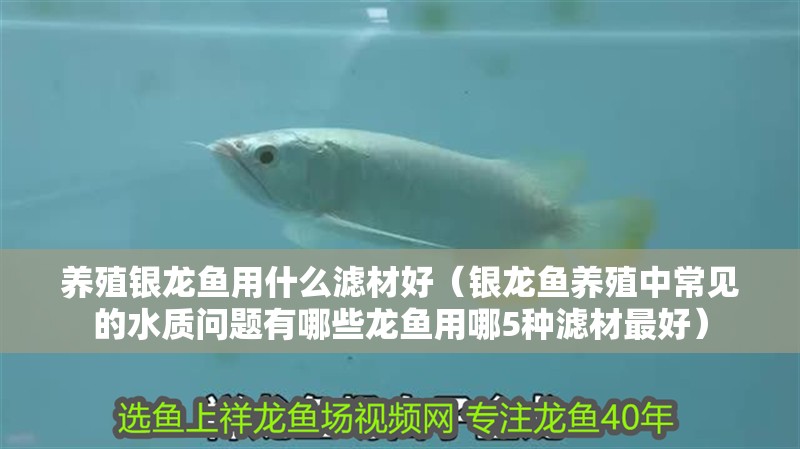 養(yǎng)殖銀龍魚(yú)用什么濾材好（銀龍魚(yú)養(yǎng)殖中常見(jiàn)的水質(zhì)問(wèn)題有哪些龍魚(yú)用哪5種濾材最好）