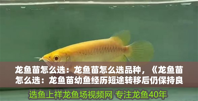 龍魚苗怎么選：龍魚苗怎么選品種，《龍魚苗怎么選：龍魚苗幼魚經歷短途轉移后仍保持良好狀態