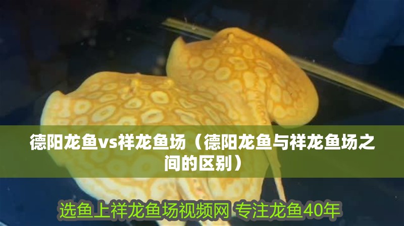 德陽龍魚vs祥龍魚場（德陽龍魚與祥龍魚場之間的區別）