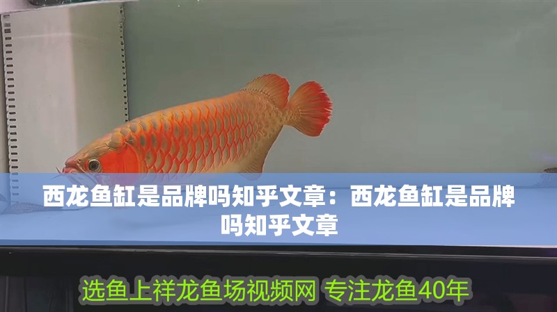西龍魚缸是品牌嗎知乎文章：西龍魚缸是品牌嗎知乎文章