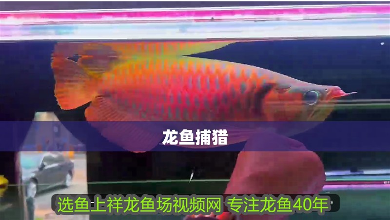 龍魚捕獵