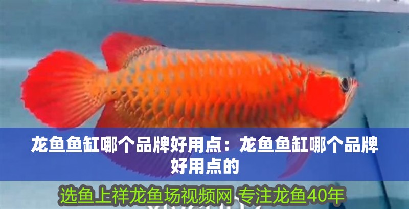 龍魚魚缸哪個品牌好用點：龍魚魚缸哪個品牌好用點的