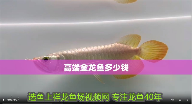 高端金龍魚多少錢