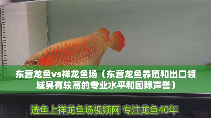 東營龍魚vs祥龍魚場（東營龍魚養殖和出口領域具有較高的專業水平和國際聲譽） 東營龍魚vs祥龍魚場（東營龍魚養殖和出口領域具有較高的專業水平和國際聲譽） 全國水族館企業名錄 第1張