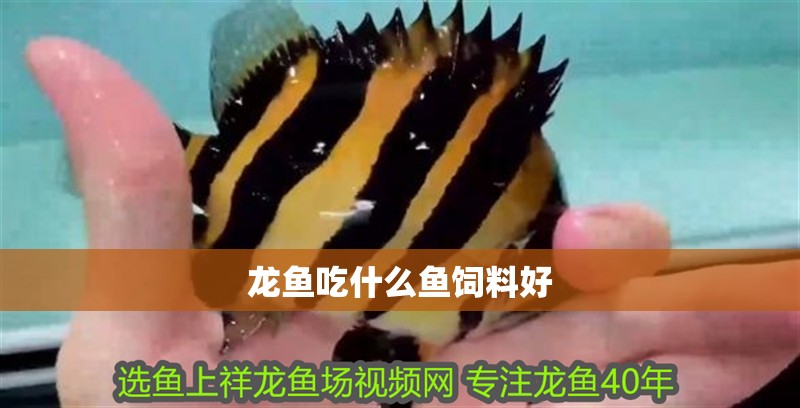 龍魚吃什么魚飼料好