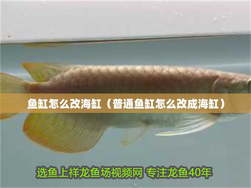 魚缸怎么改海缸（普通魚缸怎么改成海缸）