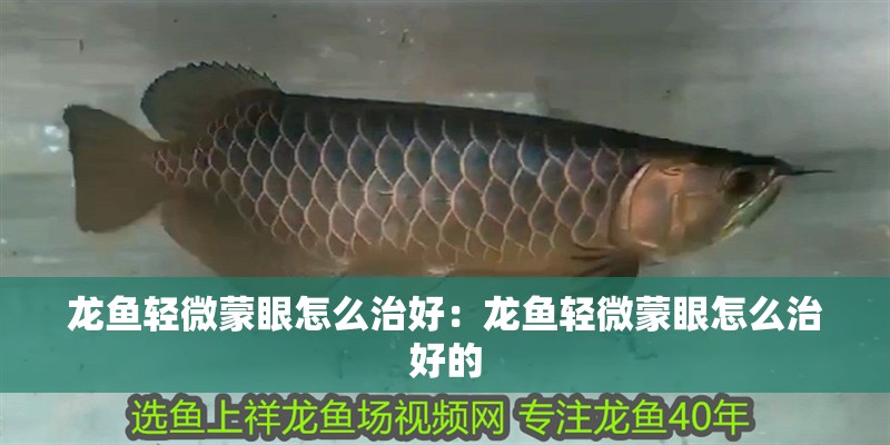 龍魚輕微蒙眼怎么治好：龍魚輕微蒙眼怎么治好的