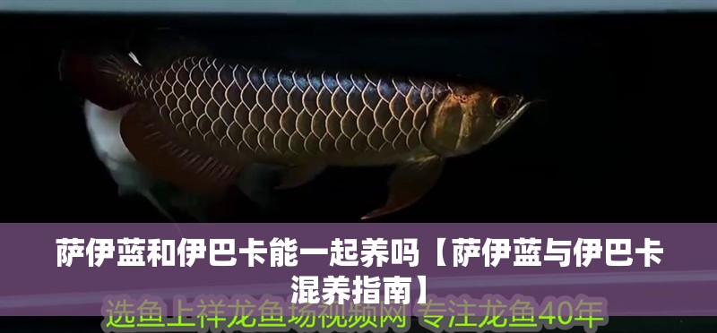 薩伊藍和伊巴卡能一起養嗎【薩伊藍與伊巴卡混養指南】