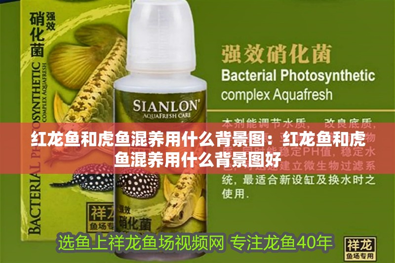 紅龍魚和虎魚混養用什么背景圖：紅龍魚和虎魚混養用什么背景圖好
