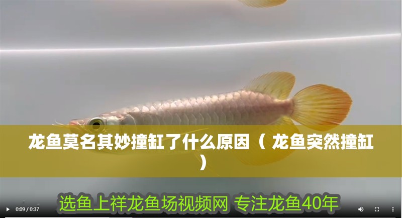 龍魚莫名其妙撞缸了什么原因（ 龍魚突然撞缸）