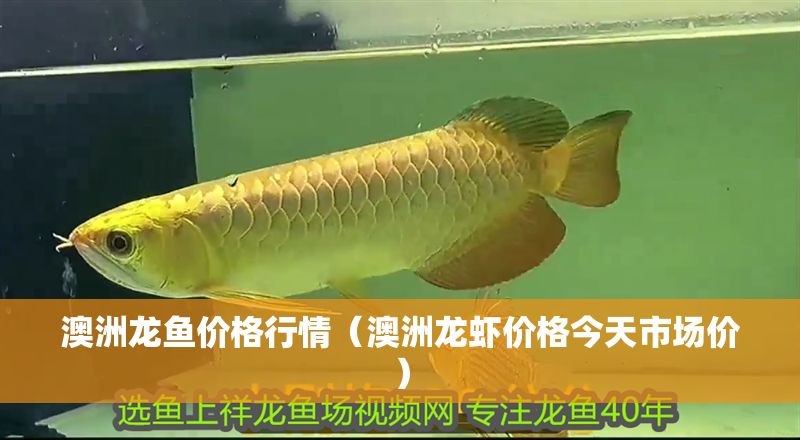澳洲龍魚價格行情（澳洲龍蝦價格今天市場價）