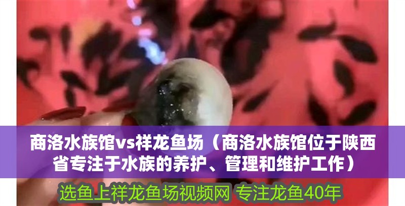 商洛水族館vs祥龍魚場（商洛水族館位于陜西省專注于水族的養護、管理和維護工作）