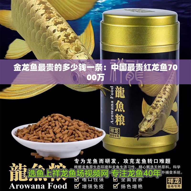 金龍魚最貴的多少錢一條：中國最貴紅龍魚7000萬