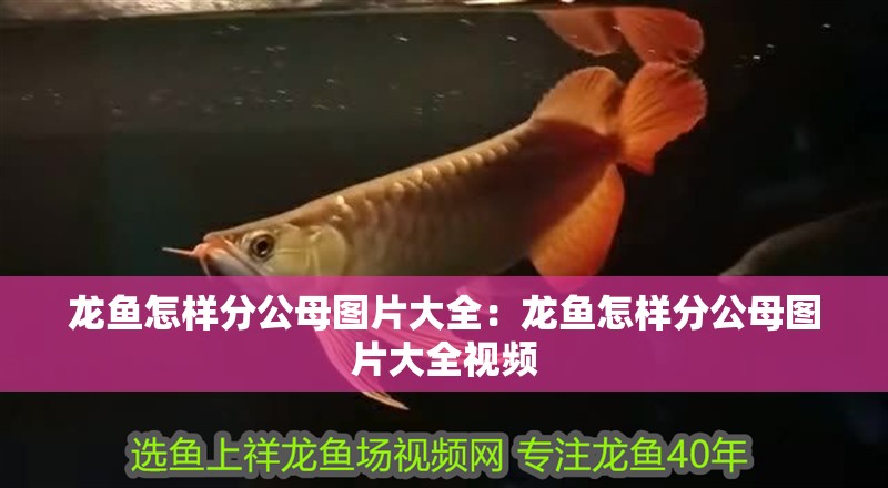 龍魚怎樣分公母圖片大全：龍魚怎樣分公母圖片大全視頻