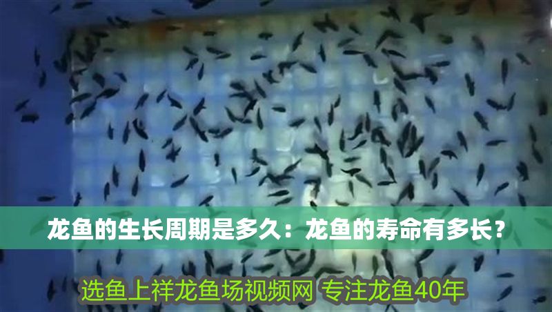 龍魚的生長周期是多久：龍魚的壽命有多長？