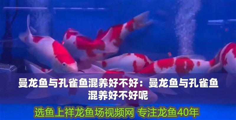 曼龍魚與孔雀魚混養好不好：曼龍魚與孔雀魚混養好不好呢