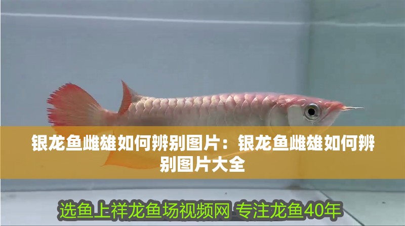 國內最好的魚缸品牌