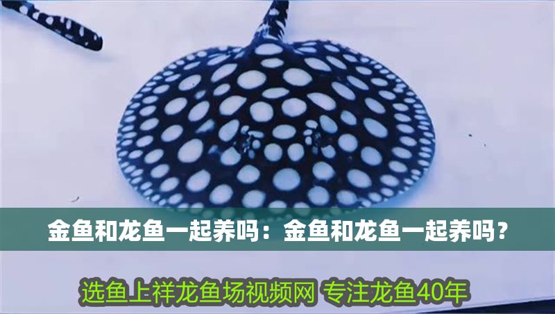 金魚和龍魚一起養(yǎng)嗎：金魚和龍魚一起養(yǎng)嗎？