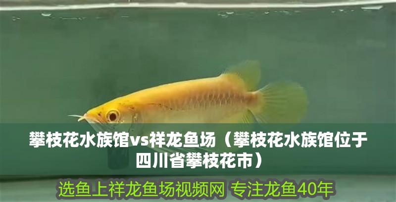 攀枝花水族館vs祥龍魚場（攀枝花水族館位于四川省攀枝花市）