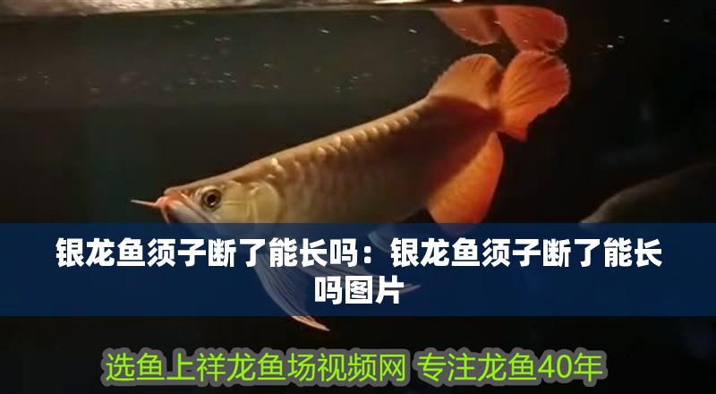 銀龍魚(yú)須子斷了能長(zhǎng)嗎：銀龍魚(yú)須子斷了能長(zhǎng)嗎圖片