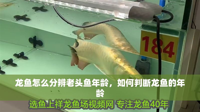 龍魚怎么分辨老頭魚年齡，如何判斷龍魚的年齡