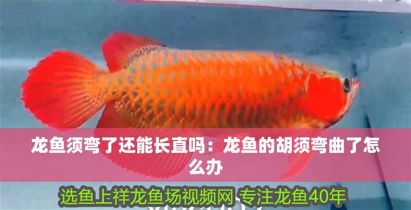 龍魚須彎了還能長直嗎：龍魚的胡須彎曲了怎么辦