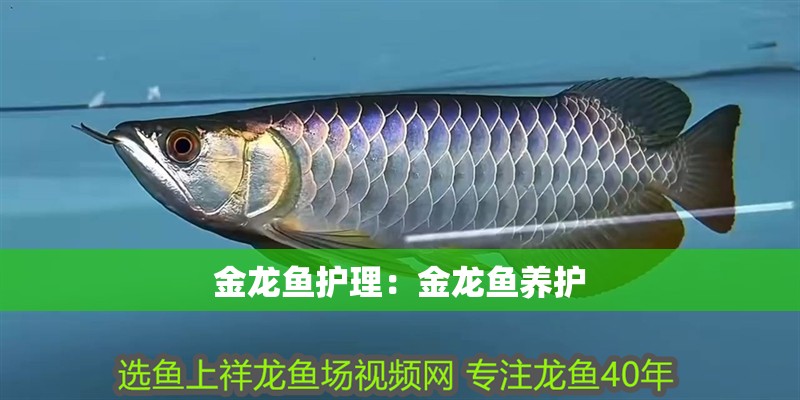 金龍魚護理:金龍魚養護 水族問答 金龍魚護理:金龍魚養護 金龍魚護理:金龍魚養護 水族問答
