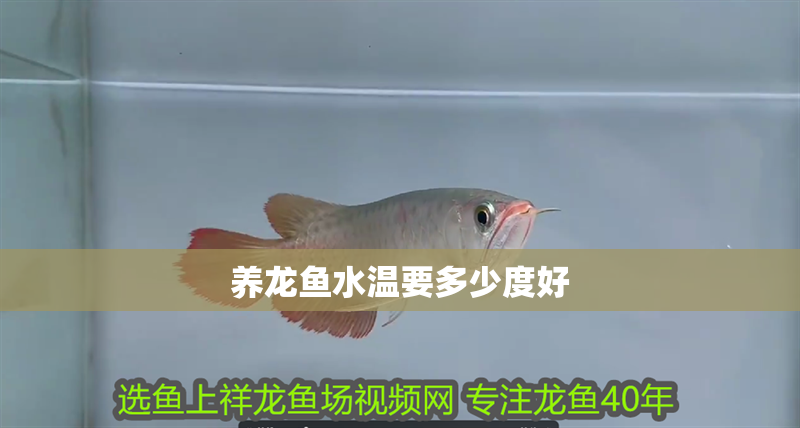 養龍魚水溫要多少度好