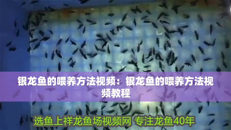銀龍魚的喂養(yǎng)方法視頻：銀龍魚的喂養(yǎng)方法視頻教程 銀龍魚的喂養(yǎng)方法視頻：銀龍魚的喂養(yǎng)方法視頻教程 水族問答