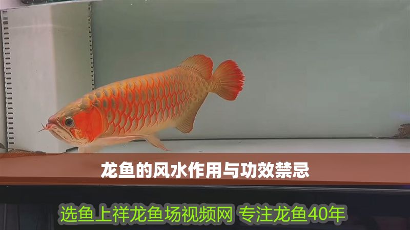龍魚的風水作用與功效禁忌