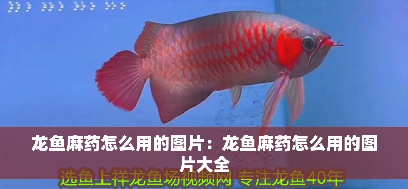 龍魚麻藥怎么用的圖片：龍魚麻藥怎么用的圖片大全