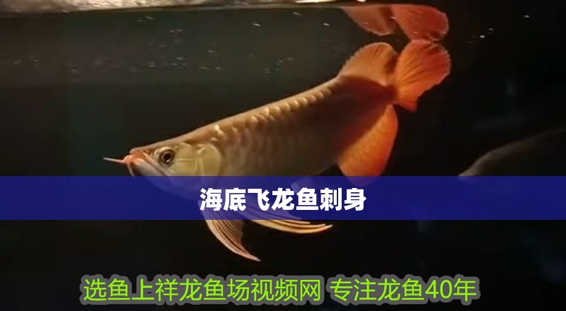 海底飛龍魚刺身