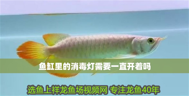 詳細閱讀:魚缸里的消毒燈需要一直開著嗎 魚缸里的消毒燈需要一直開著嗎