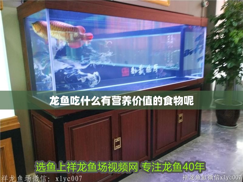 龍魚吃什么有營養(yǎng)價值的食物呢