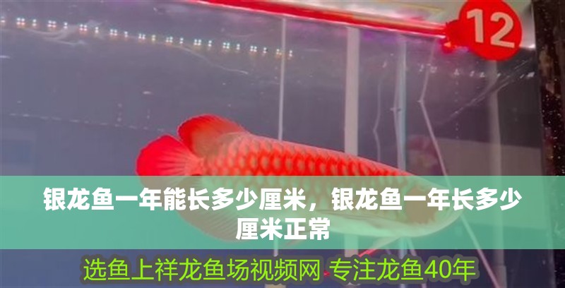 銀龍魚一年能長多少厘米，銀龍魚一年長多少厘米正常